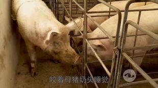 母猪下崽视频,温馨育儿现场大揭秘